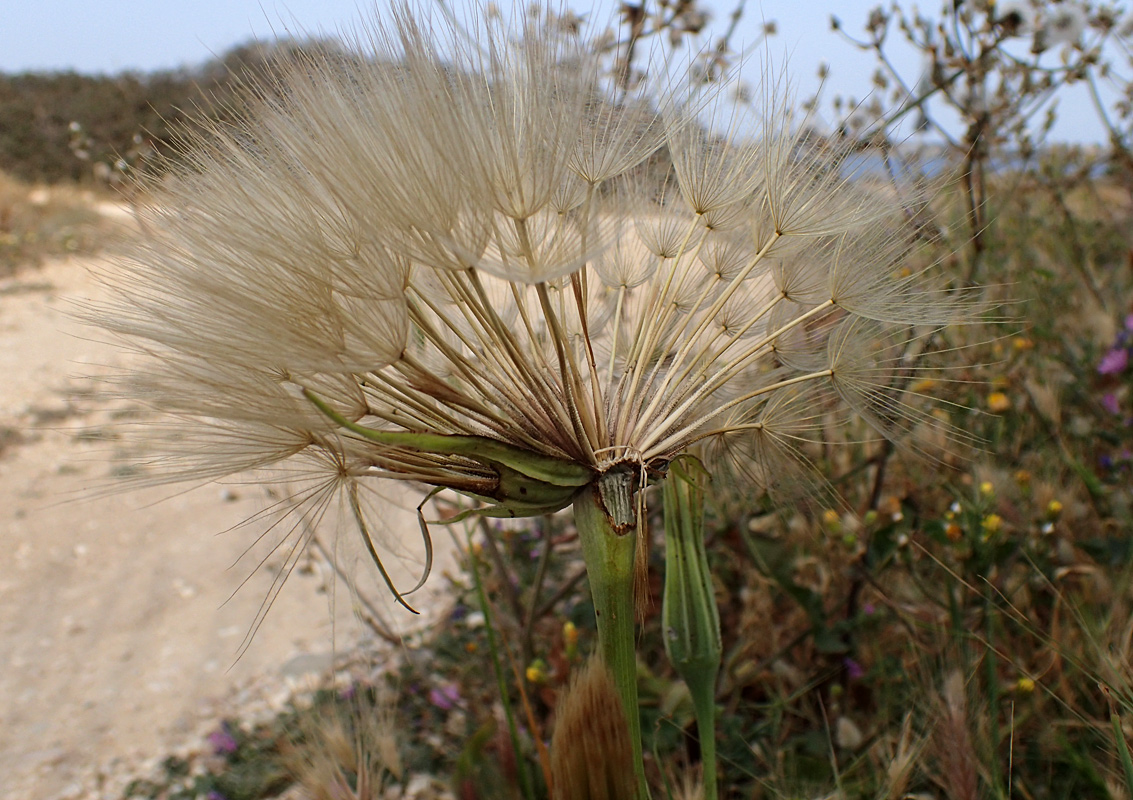 Image of Tragopogon australis specimen.