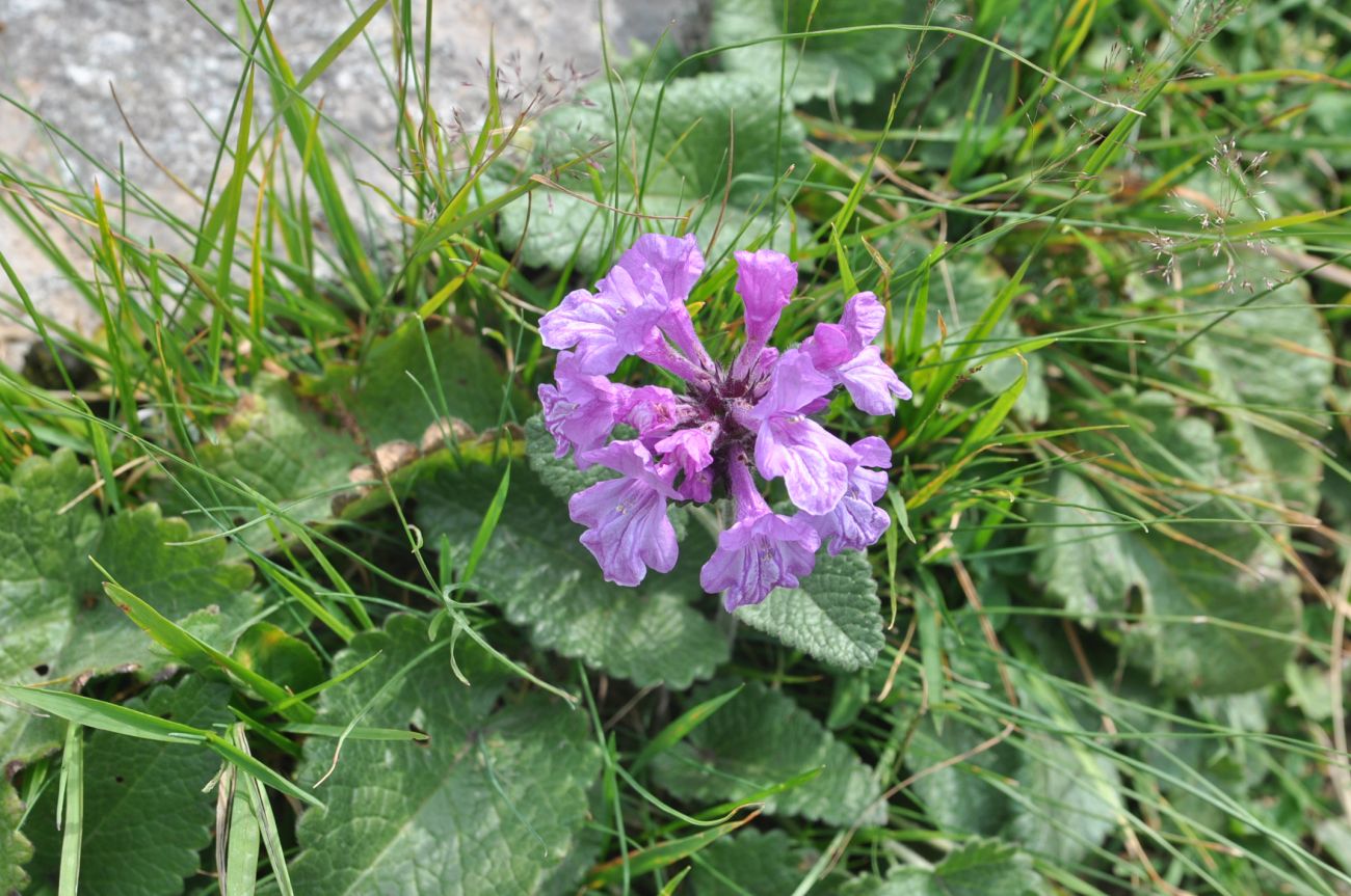 Image of Betonica macrantha specimen.