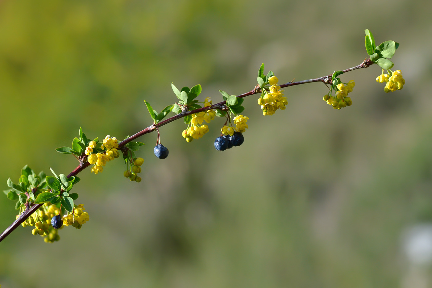 Image of Berberis sphaerocarpa specimen.