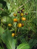 Menyanthes trifoliata