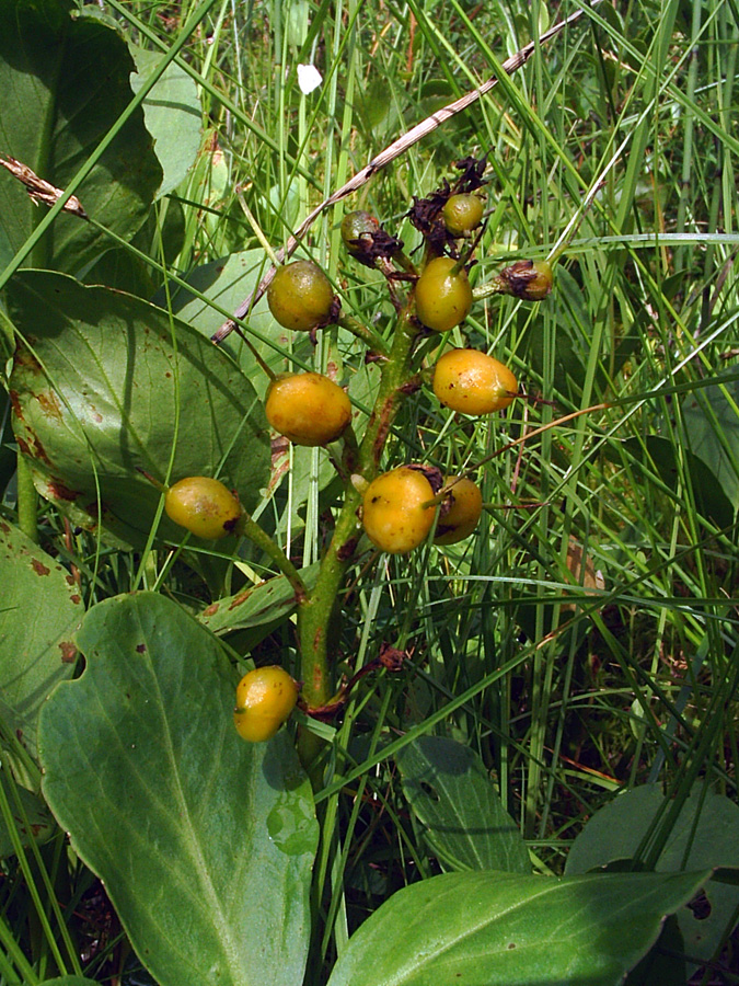 Изображение особи Menyanthes trifoliata.