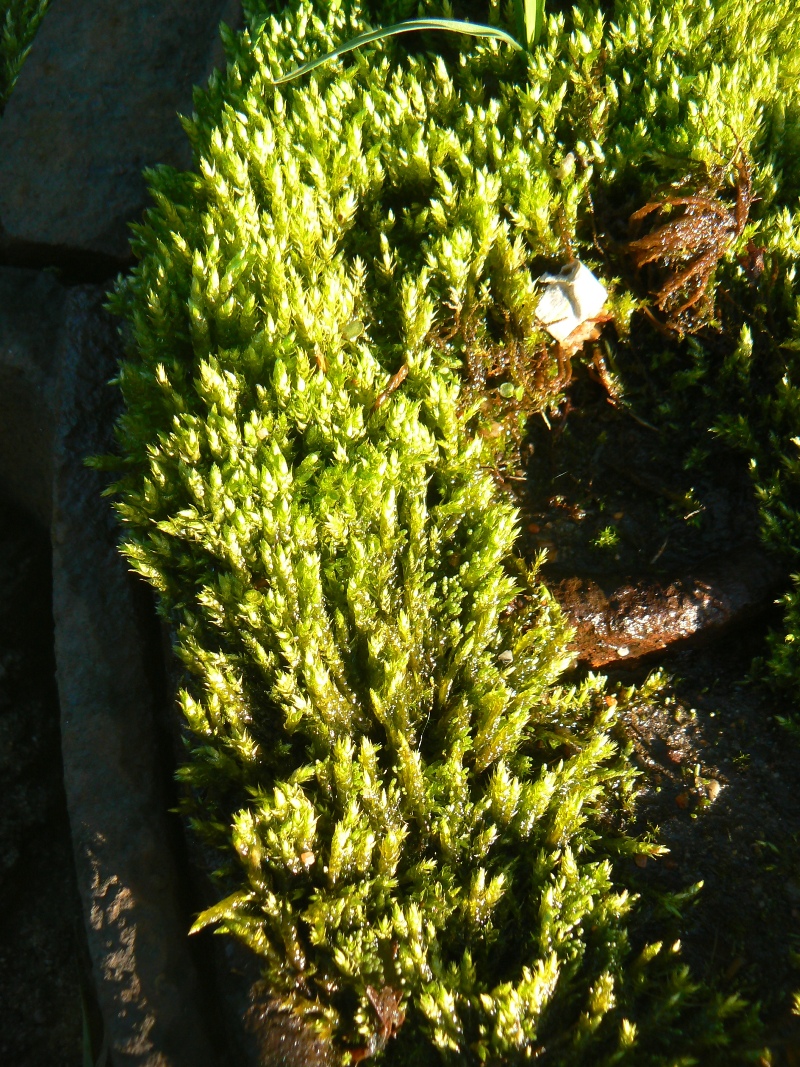 Image of Brachythecium rutabulum specimen.