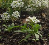 Lobularia maritima