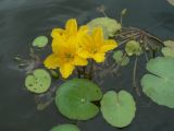 Nymphoides peltata