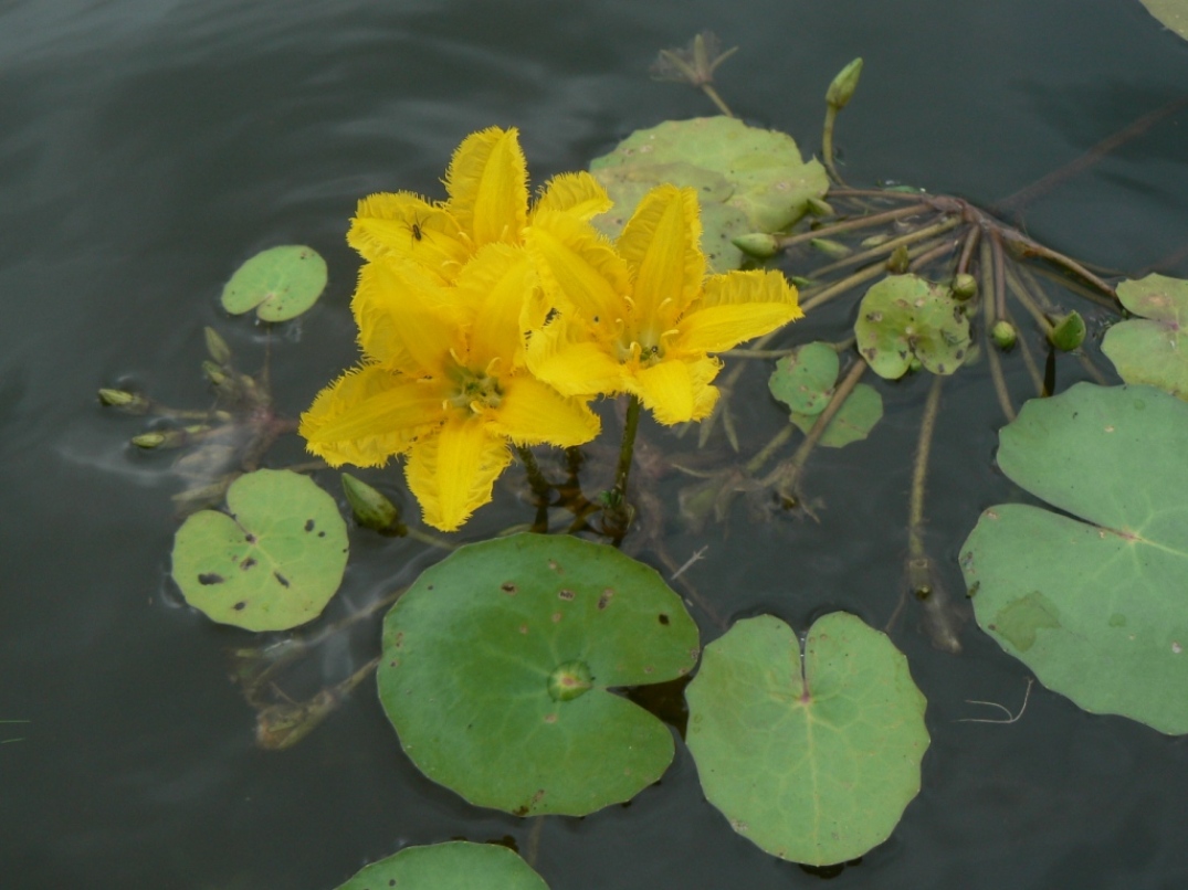 Image of Nymphoides peltata specimen.