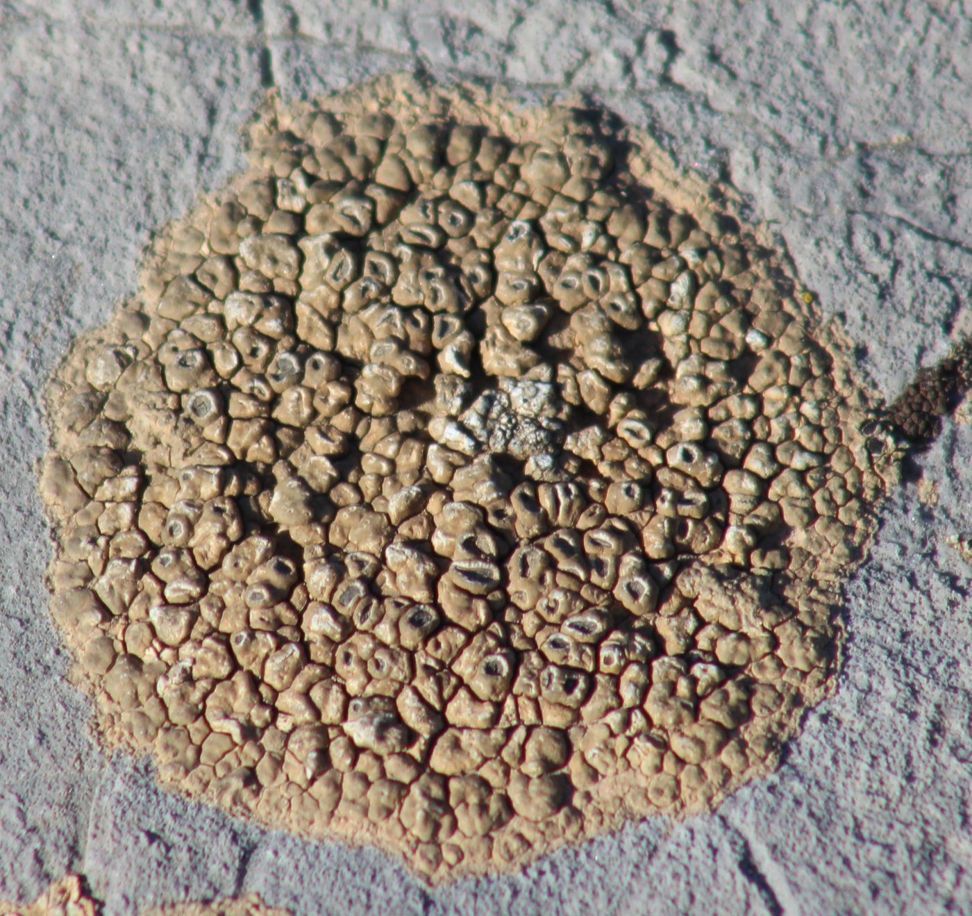 Image of genus Circinaria specimen.