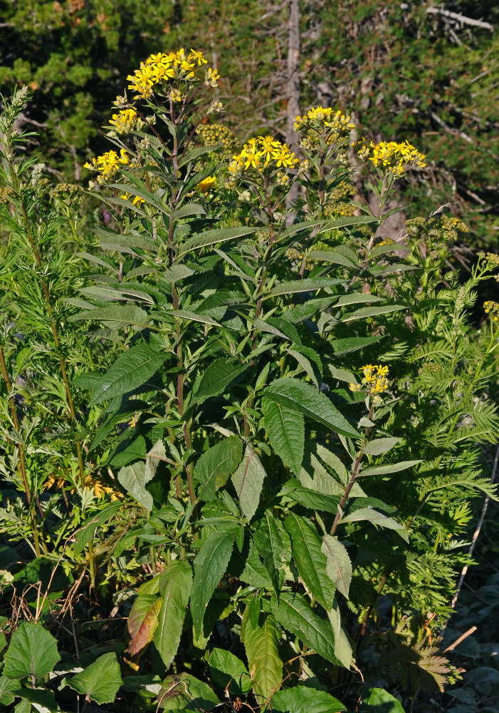 Изображение особи Senecio nemorensis.