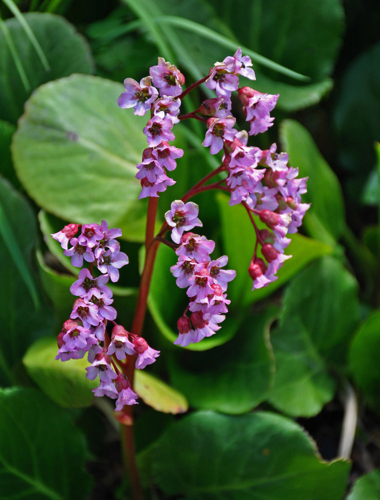 Изображение особи Bergenia crassifolia.