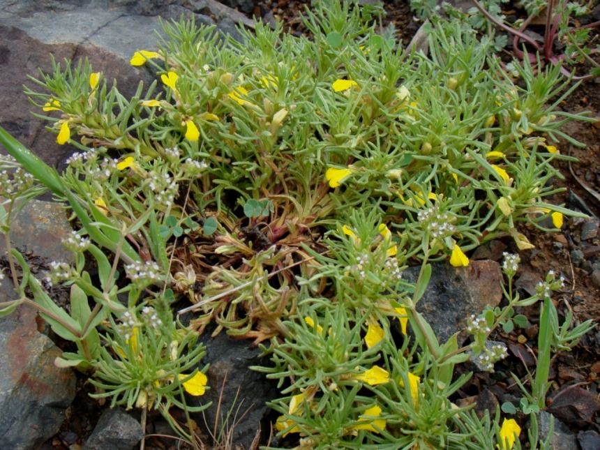 Image of Ajuga chia specimen.
