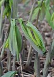 Uvularia grandiflora