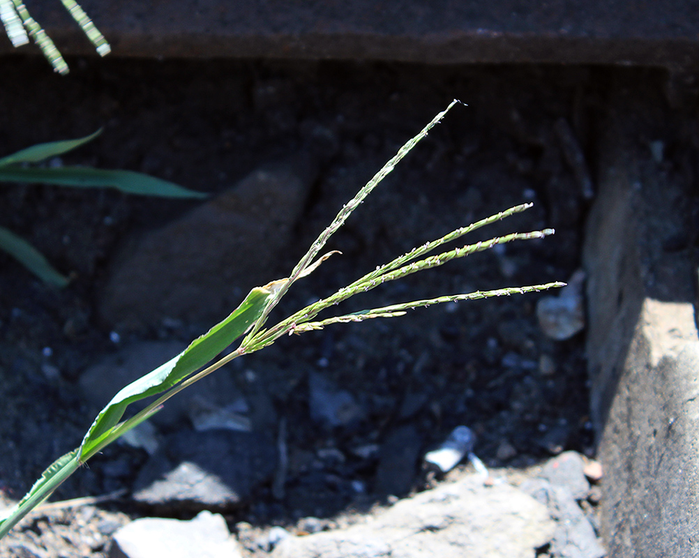 Image of genus Digitaria specimen.