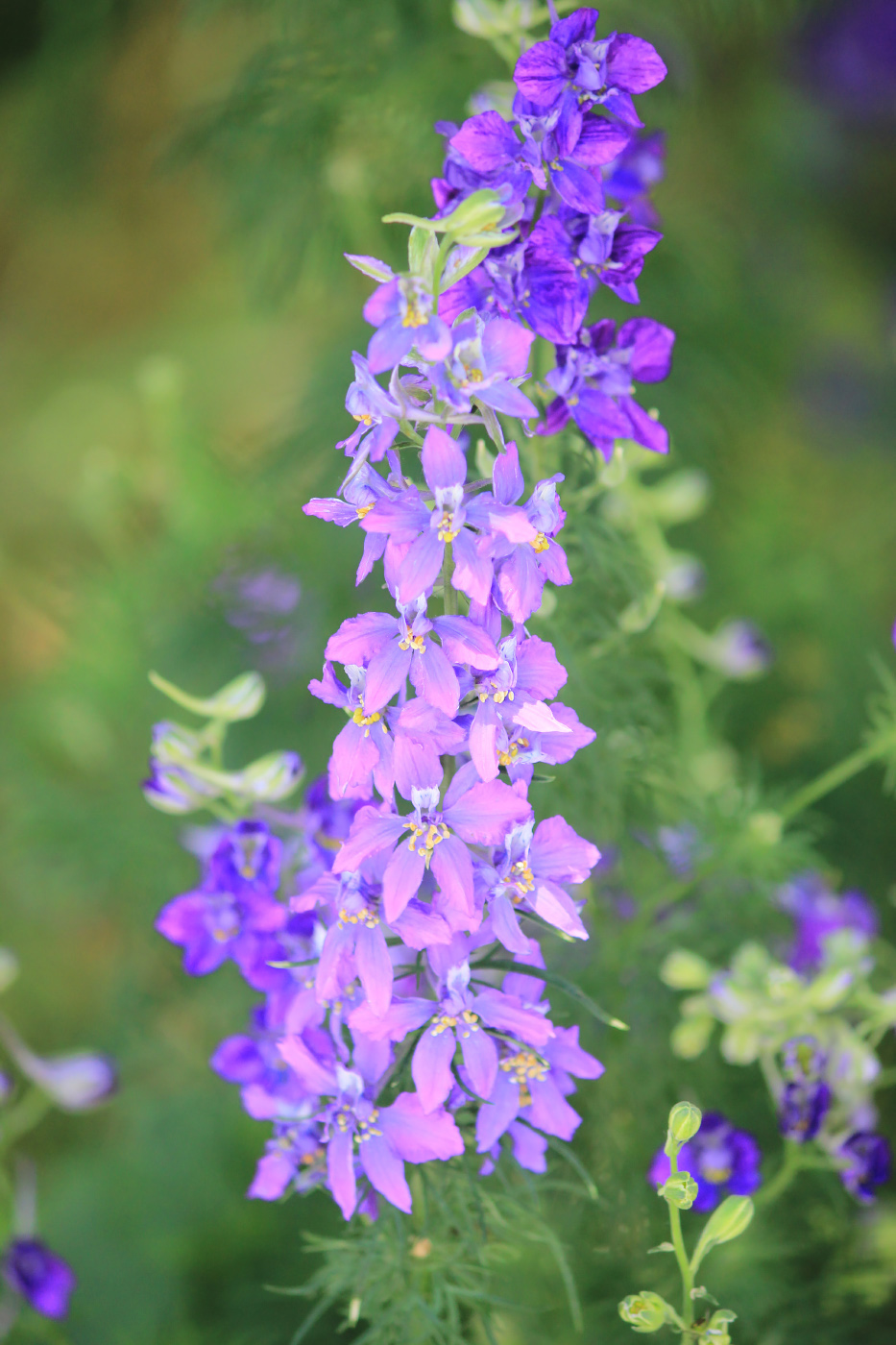 Image of Delphinium ajacis specimen.