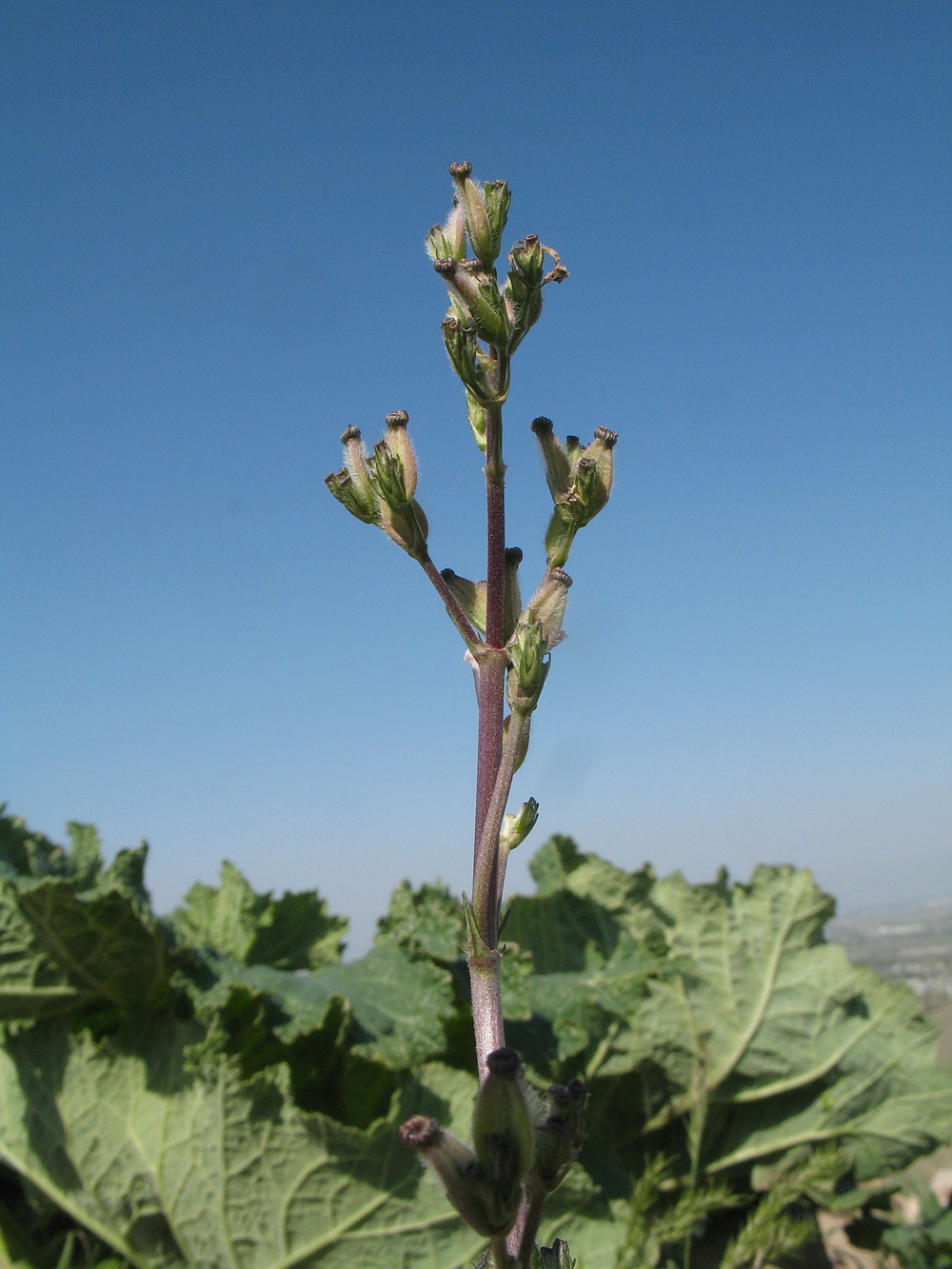 Image of Valeriana chionophila specimen.