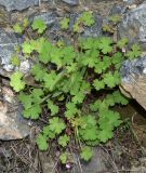 Geranium rotundifolium. Цветущее и плодоносящее растение. Узбекистан, Джизакская обл., Зааминский р-н, низкогорье в окр. плотины Зааминского водохранилища. 20.04.2018.