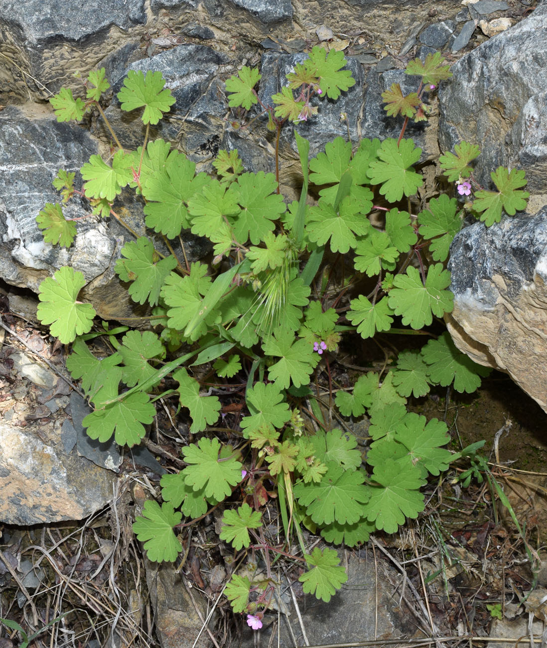 Image of Geranium rotundifolium specimen.