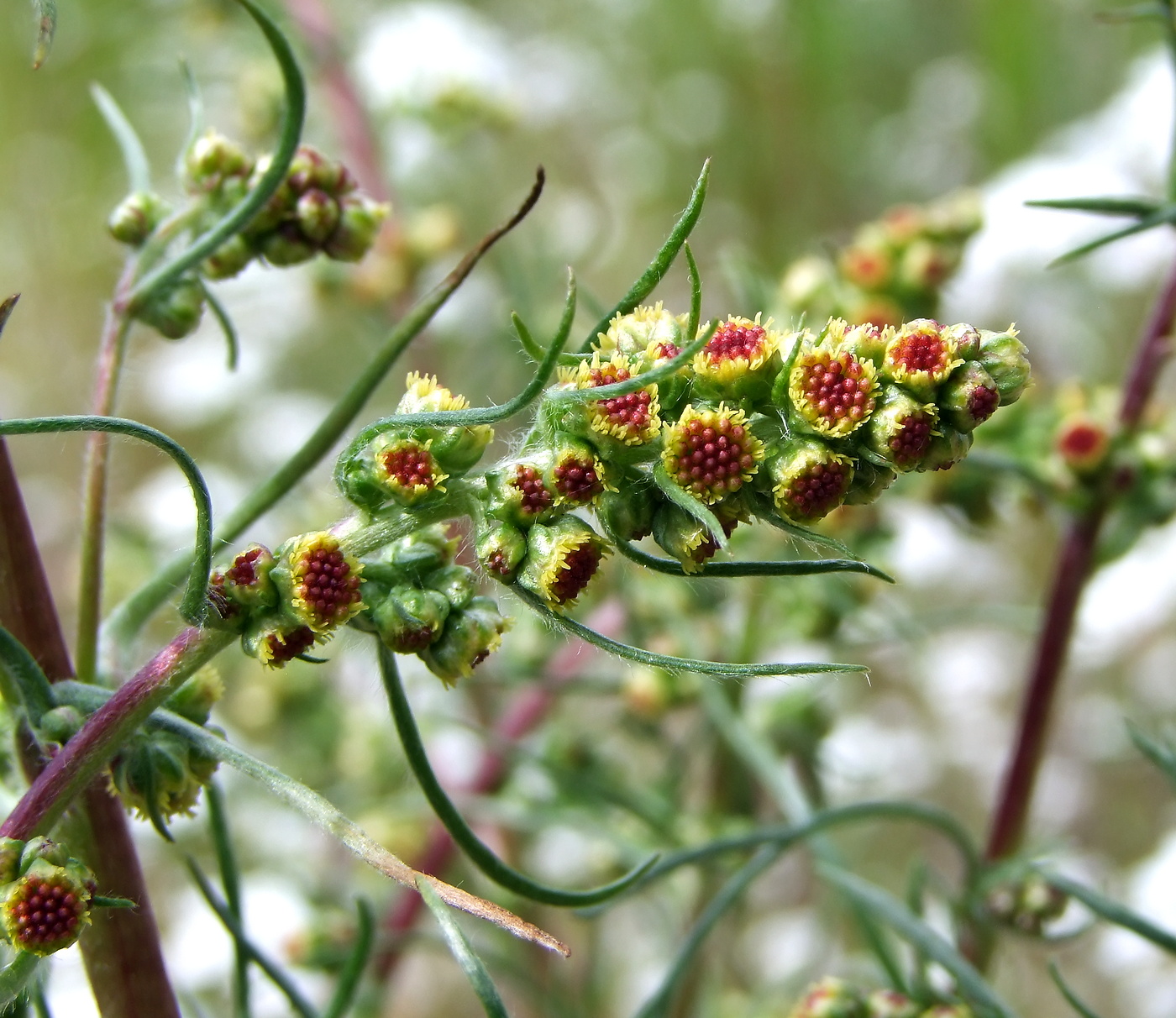 Image of Artemisia borealis specimen.