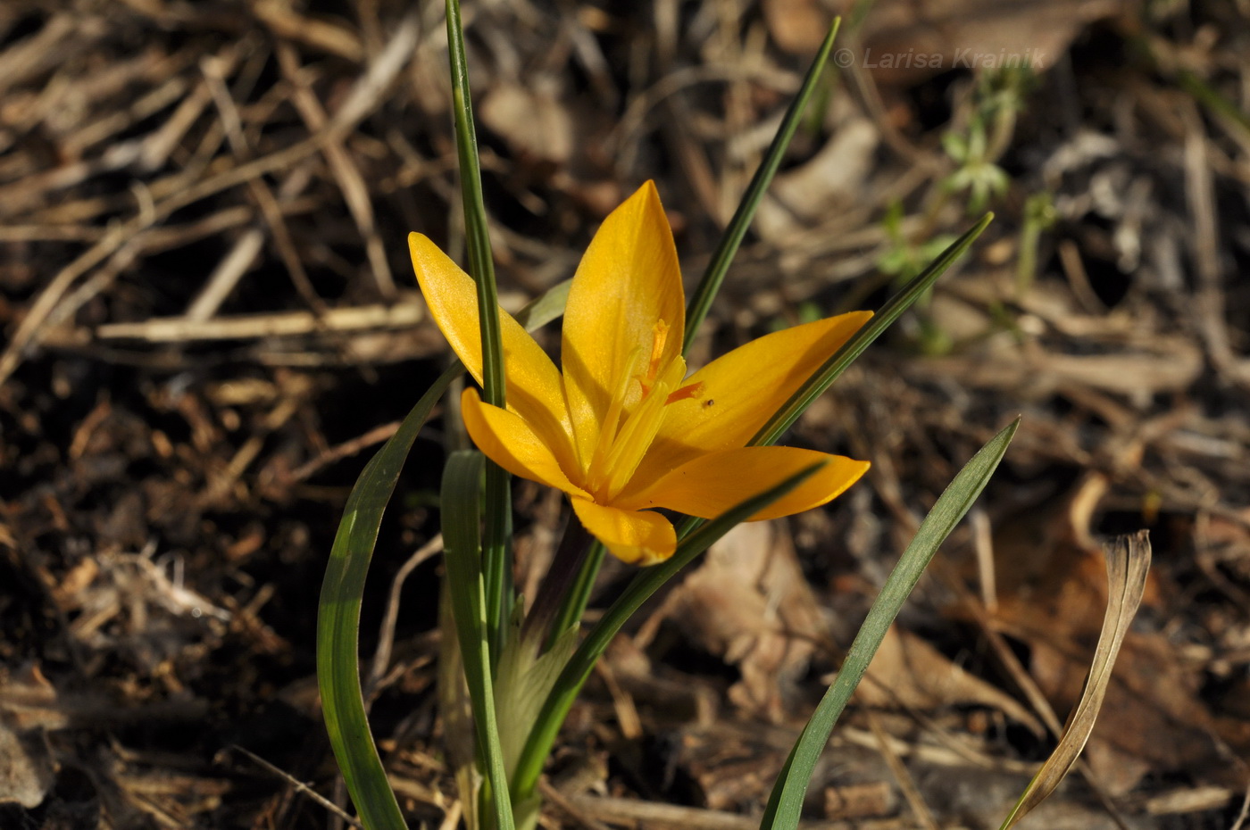 Image of Crocus angustifolius specimen.