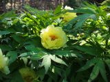 Paeonia delavayi. Цветок и листья. Крым, Южный Берег, Партенит, парк ЛОК \"Айвазовское\". 30.04.2018.