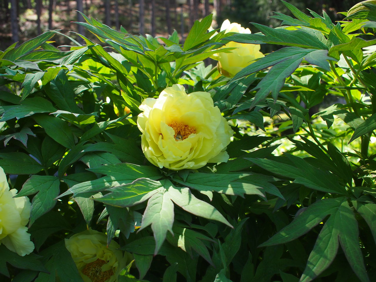 Изображение особи Paeonia delavayi.