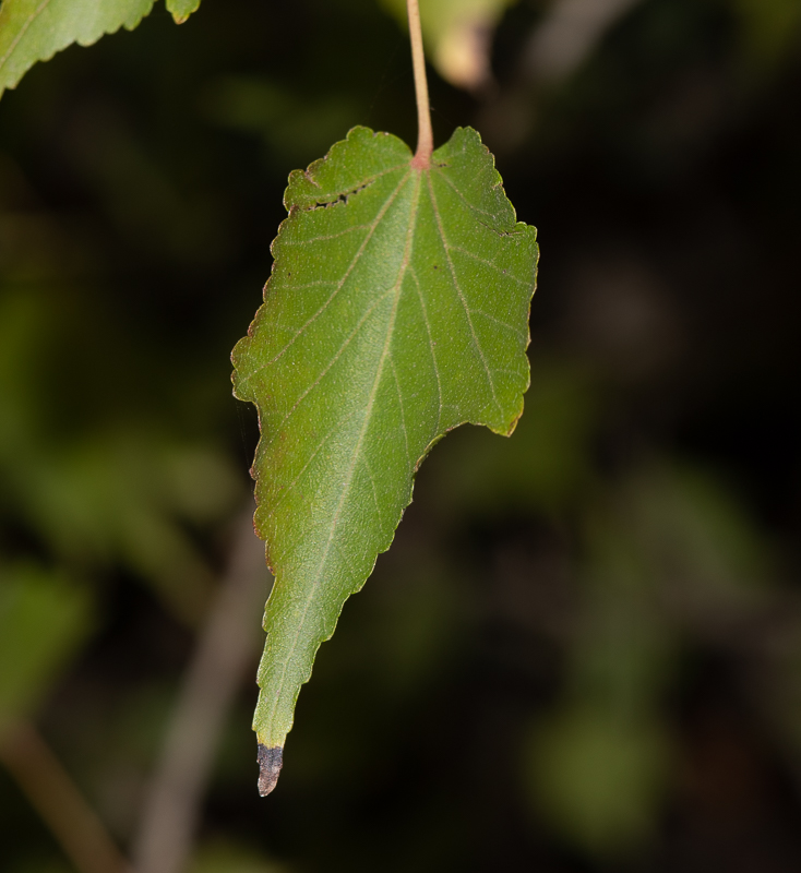 Image of Dombeya kirkii specimen.