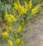 Genista tinctoria
