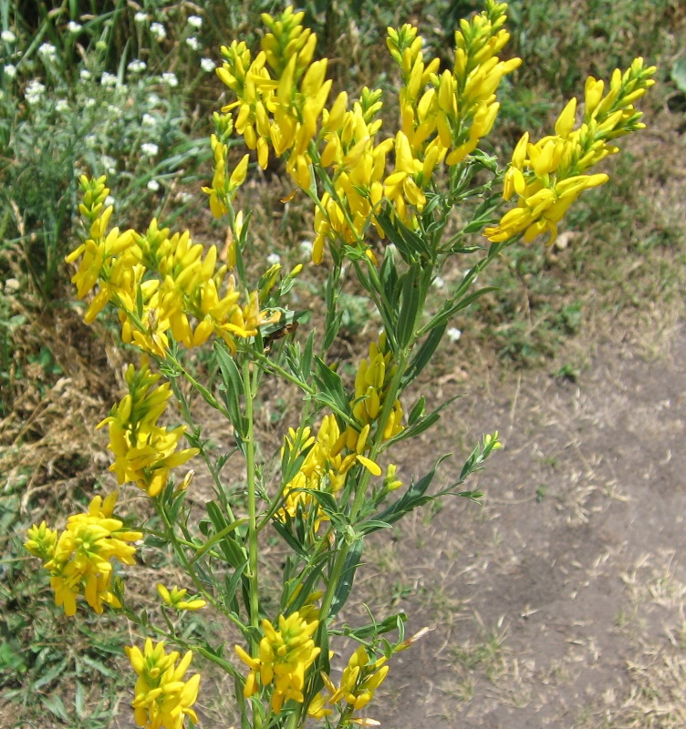 Изображение особи Genista tinctoria.