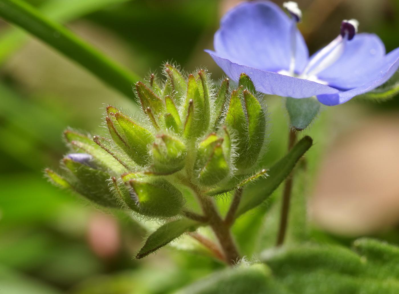 Image of Veronica umbrosa specimen.