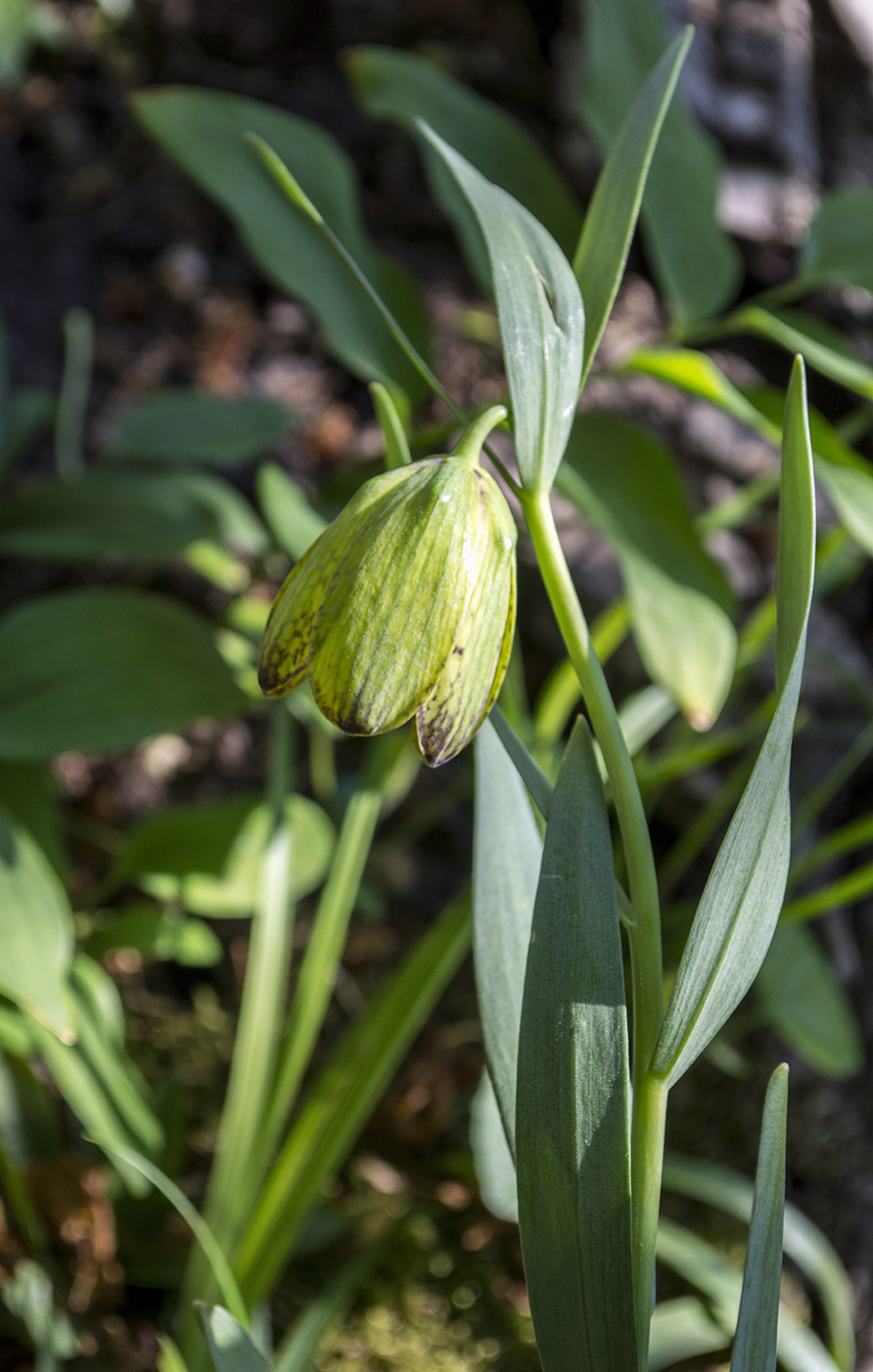 Image of Fritillaria ophioglossifolia specimen.