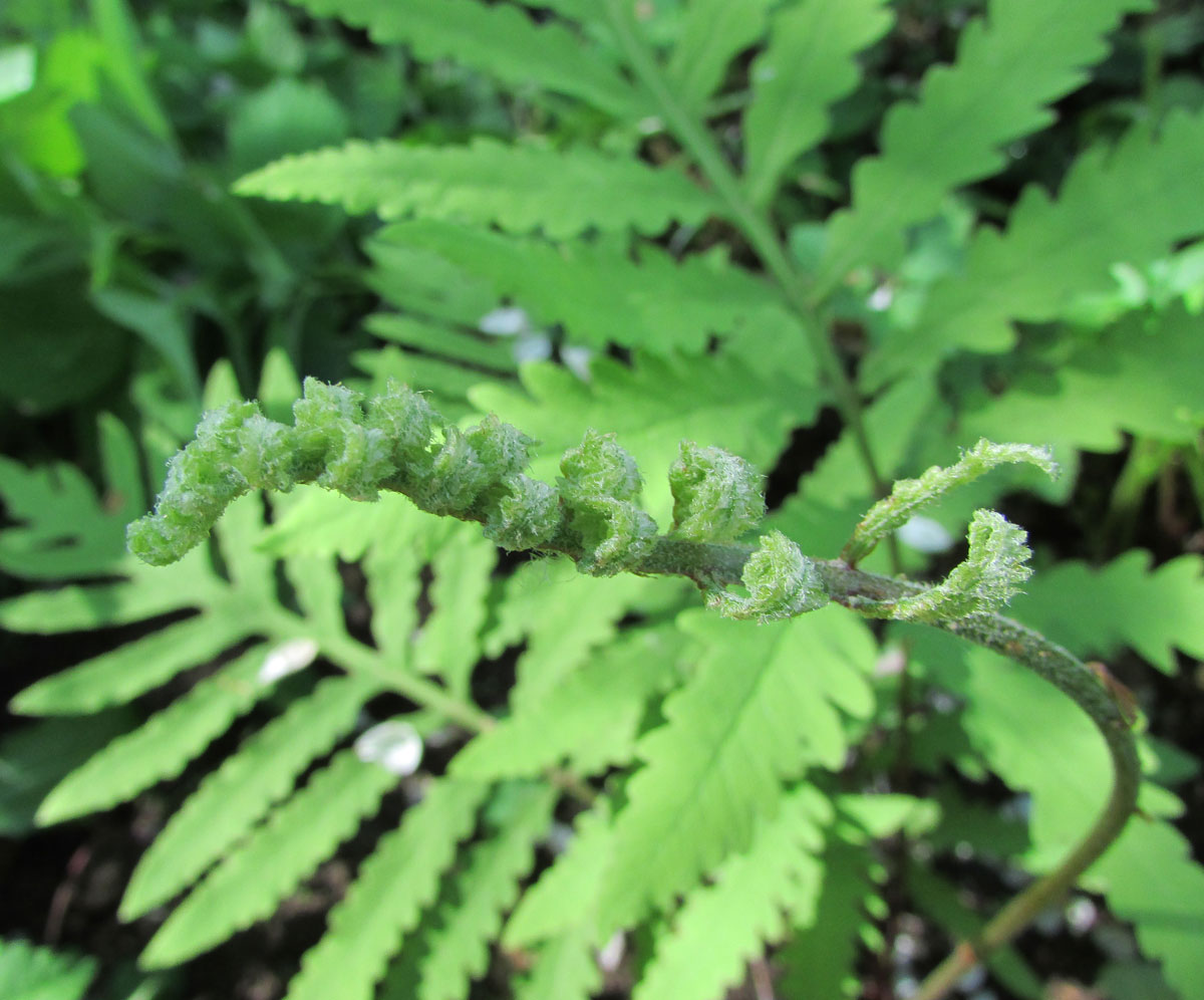 Image of Woodwardia areolata specimen.