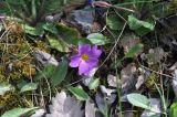 Primula vulgaris