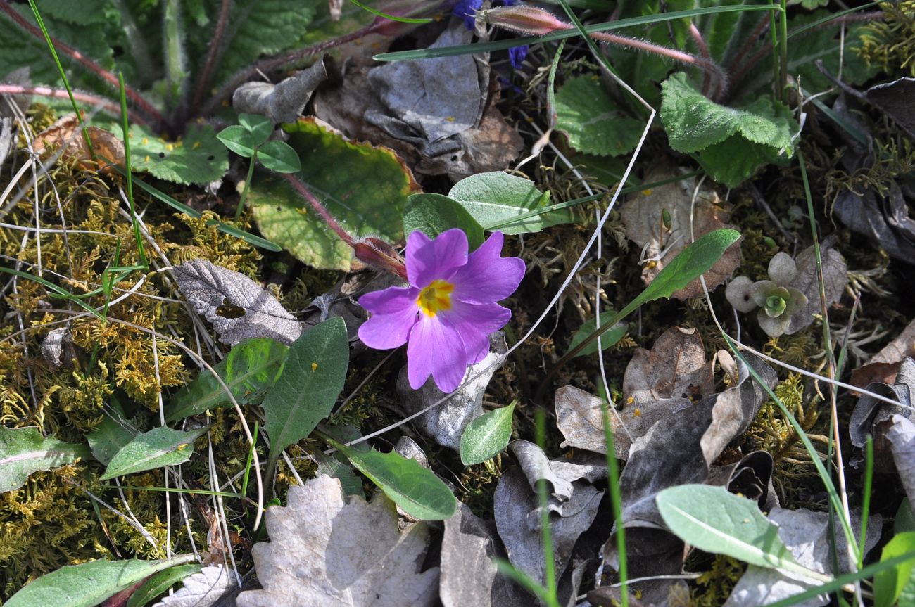 Image of Primula vulgaris specimen.