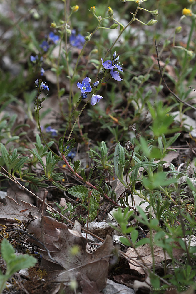 Image of Veronica taurica specimen.
