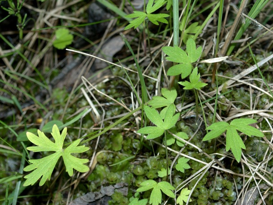 Image of Ranunculus glabriusculus specimen.