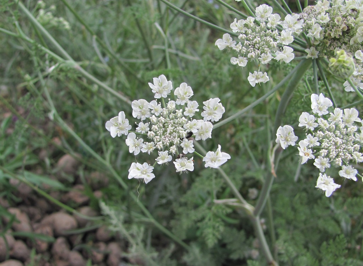 Изображение особи Astrodaucus orientalis.