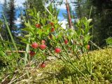 Vaccinium myrtillus. Цветущее растение на подушке из Pleurozium schreberi. Казахстан, Центральный Алтай, левый берег оз. Рахмановское, 1760 м н.у.м., моховая темнохвойная тайга. 24 июня 2019 г.