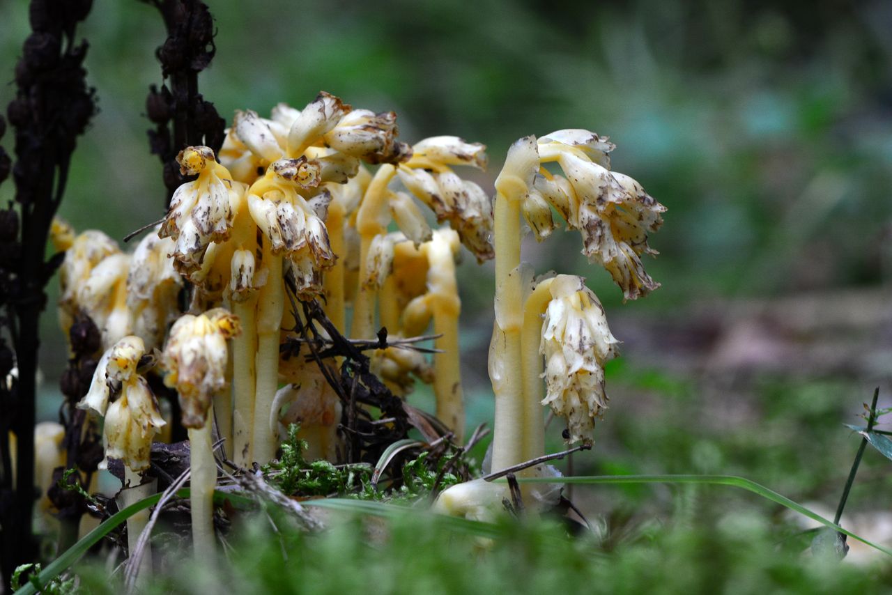 Image of Hypopitys monotropa specimen.