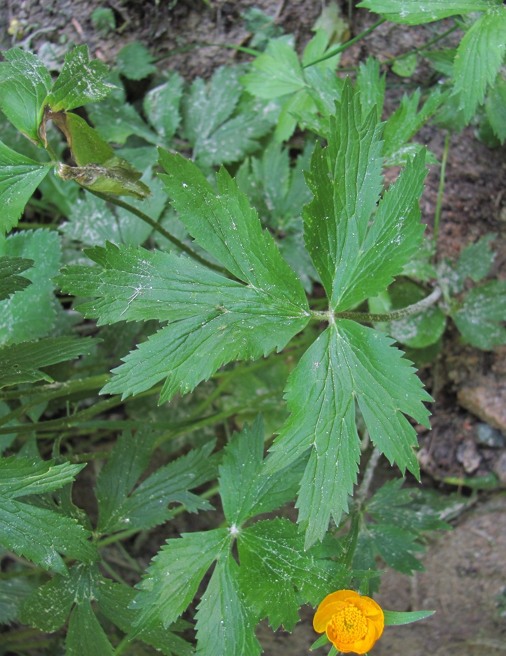 Изображение особи Ranunculus caucasicus.