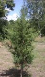 Juniperus virginiana