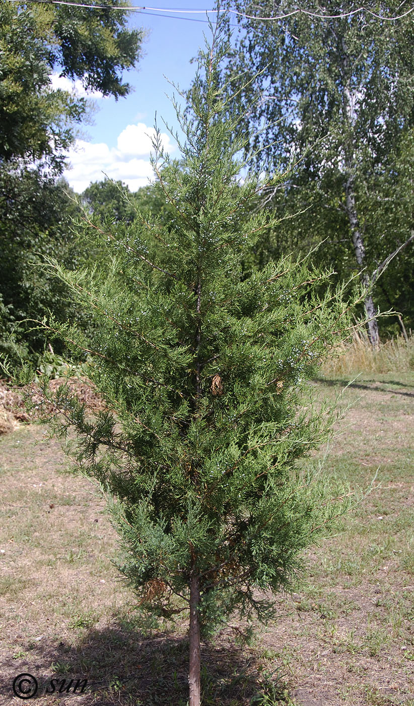 Изображение особи Juniperus virginiana.