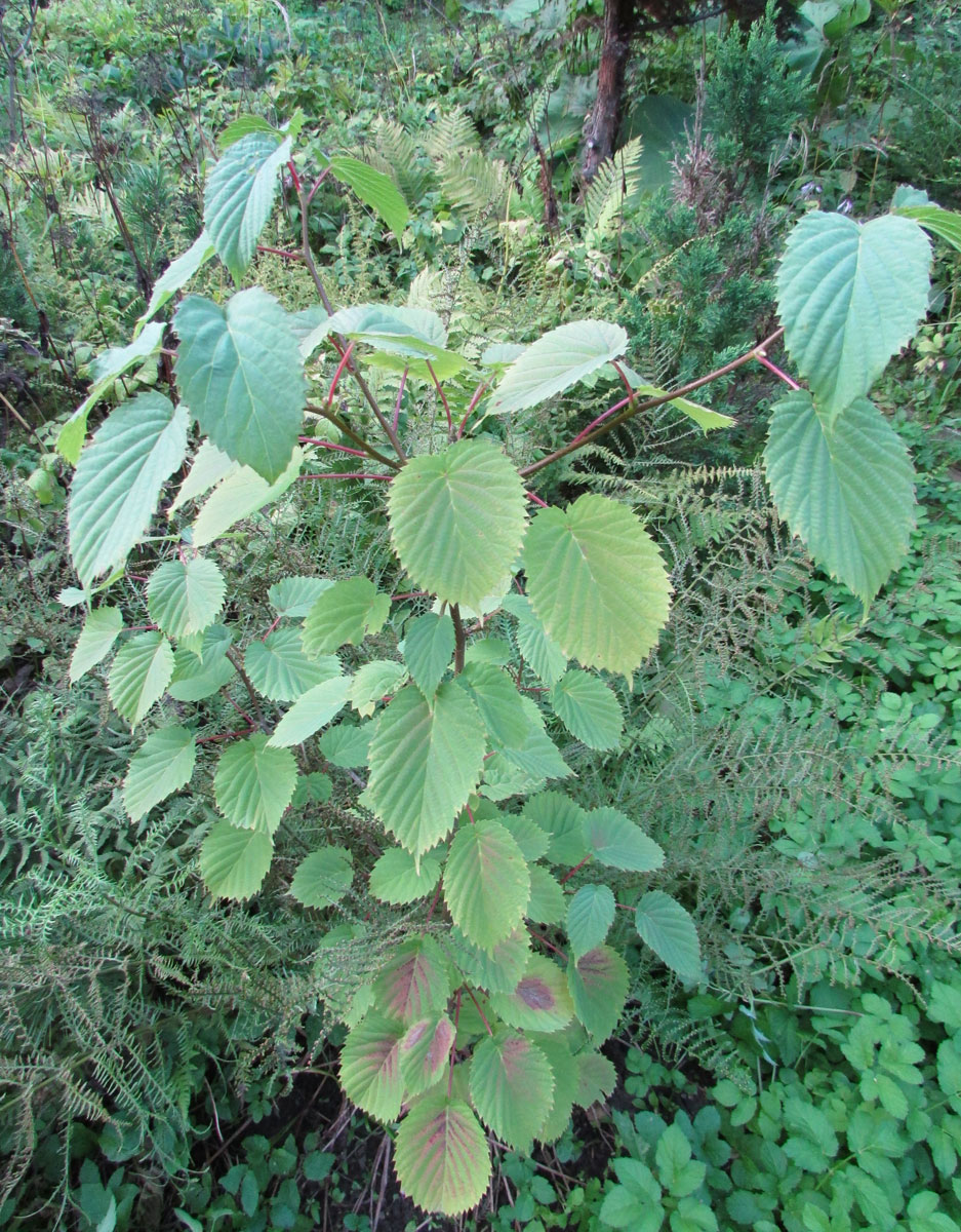 Image of Davidia involucrata specimen.