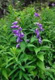 Campanula latifolia