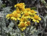 Senecio cineraria