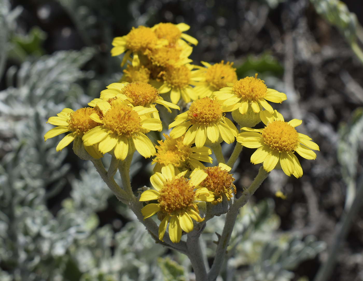 Изображение особи Senecio cineraria.