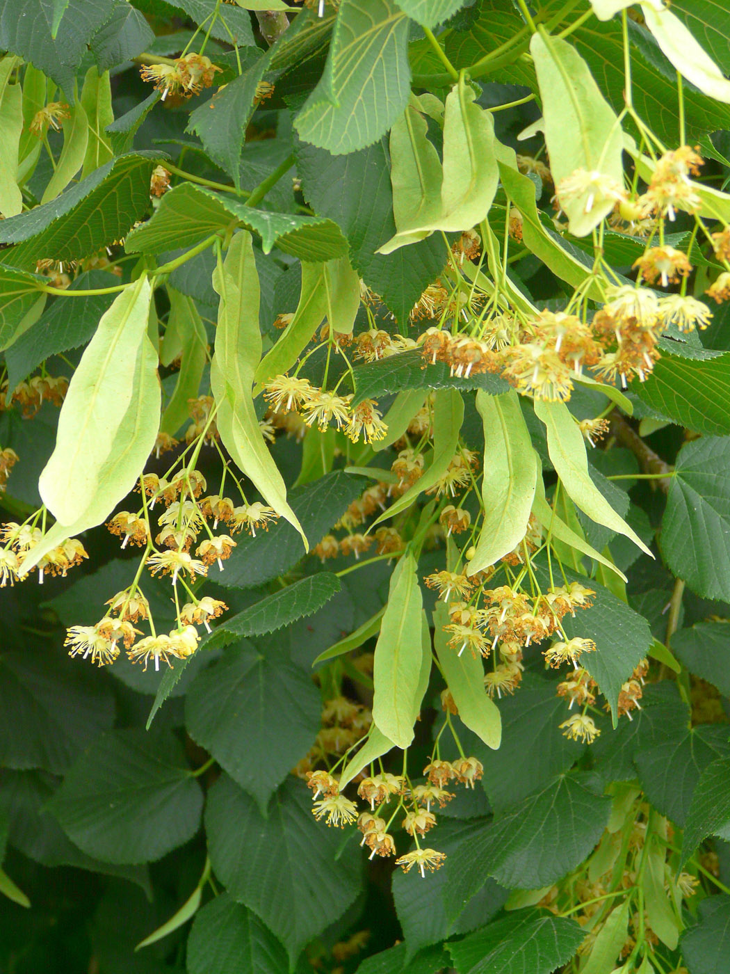 Image of Tilia cordata specimen.