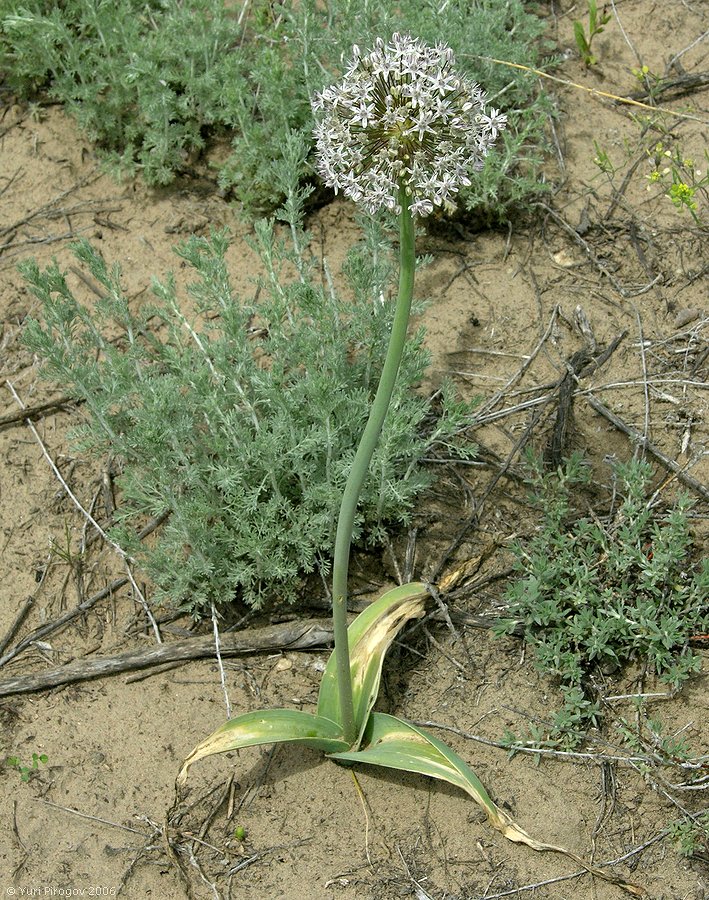 Изображение особи Allium subscabrum.