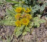 Inula rhizocephala. Цветущее растение. Киргизия, Ошская обл., северный макросклон Алайского хр., урочище Арчаты, на пологом глинисто-щебнистом склоне. 17.07.2019.