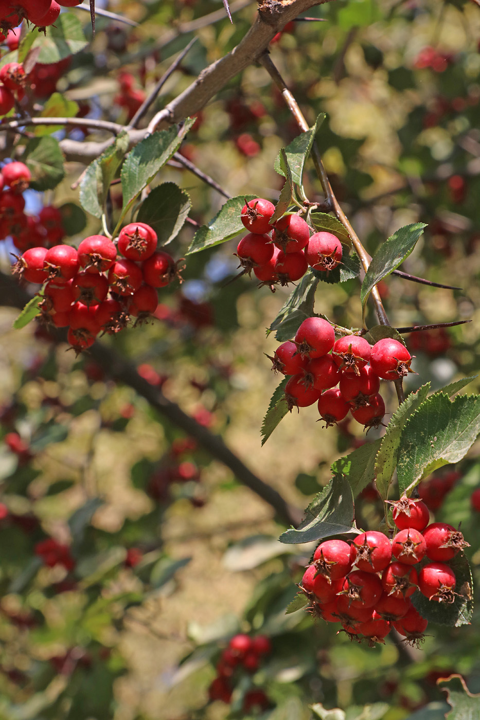 Image of Crataegus flava specimen.