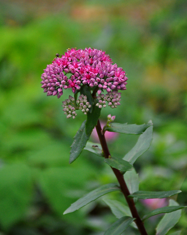 Изображение особи Hylotelephium triphyllum.