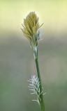 Carex vaginata