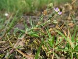 Spergularia rubra. Побег с цветком, бутонами и завязавшимися плодами. Нидерланды, провинция Gelderland, община Heumen, на залежи. 12 июня 2010 г.